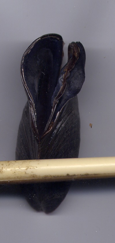 Mytilidae mytilus galloprovincialis forma tetratologica